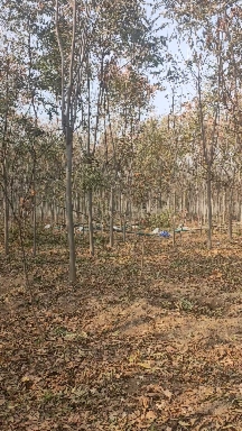 栾树10公分，12公分栾树，15公分栾树，8公分栾树，