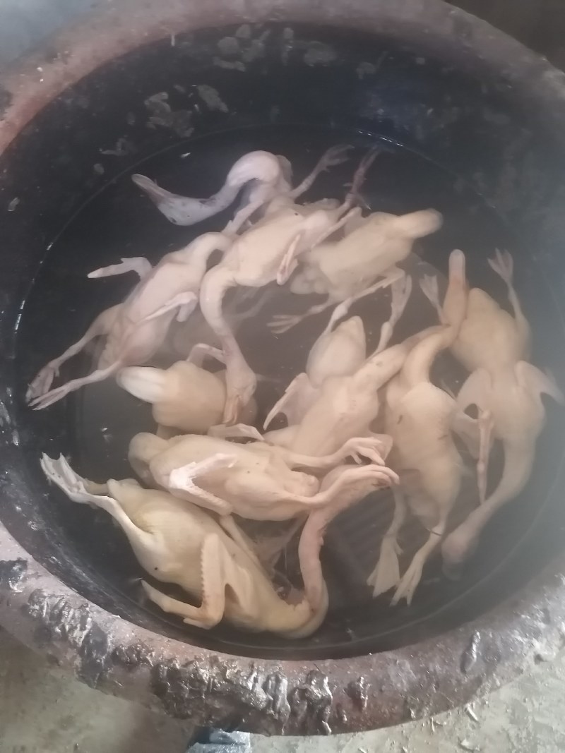 常年供养散养黄油老麻鸭，蛋鸭，老水鸭，农村一手货源。