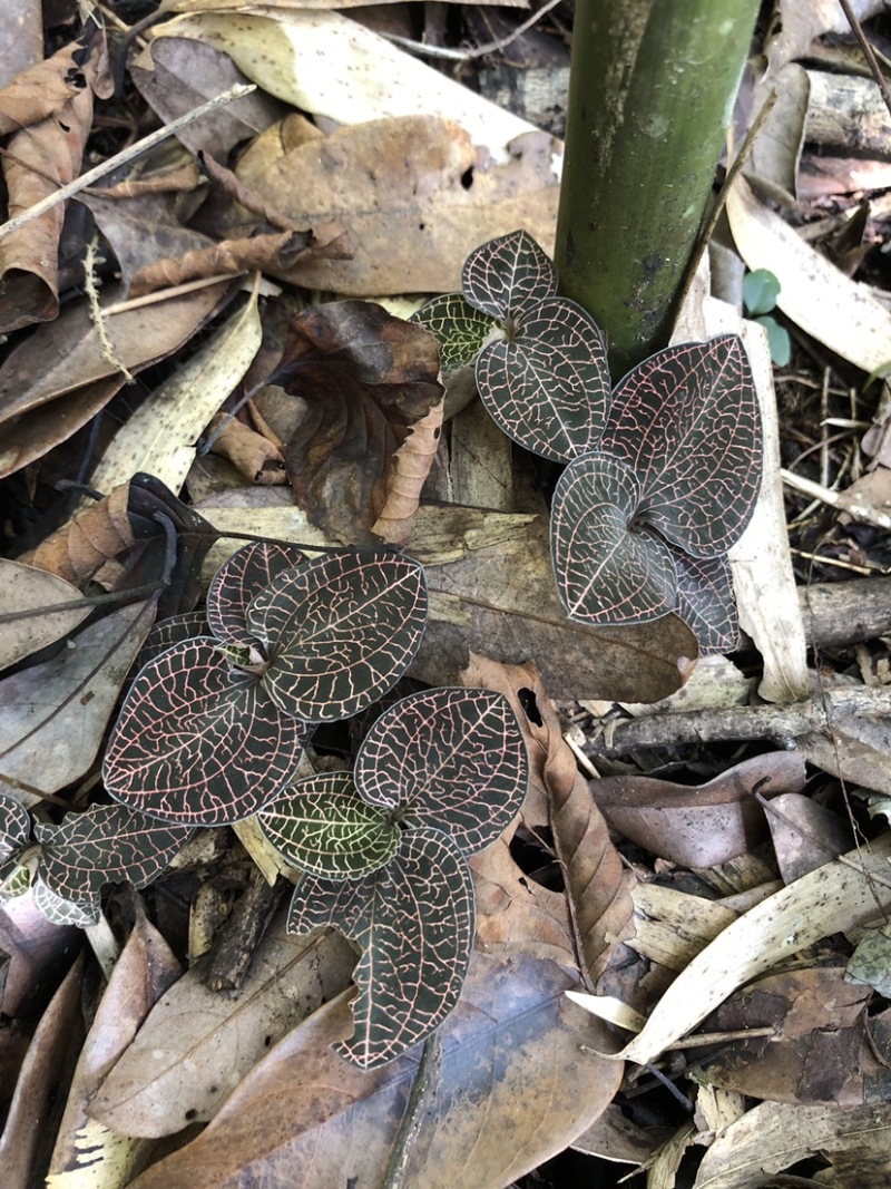 金线莲，野生金线莲，全野生金线莲，深山峡谷之中的