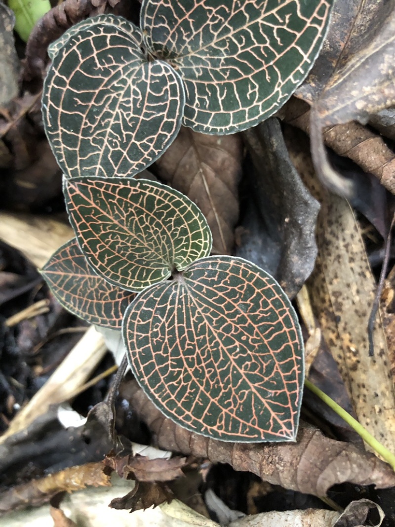 金线莲，野生金线莲，全野生金线莲，深山峡谷之中的