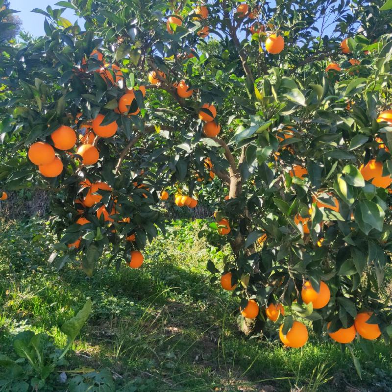 湖北秭归脐橙，元红大量上市，质优价镰，欢迎订购。