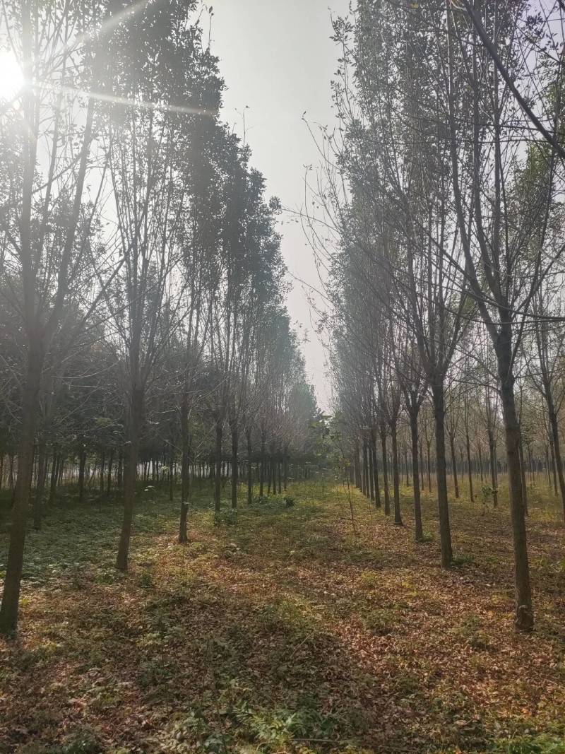 白蜡发冒12公分，周口精品白蜡10-14公分，一级货，