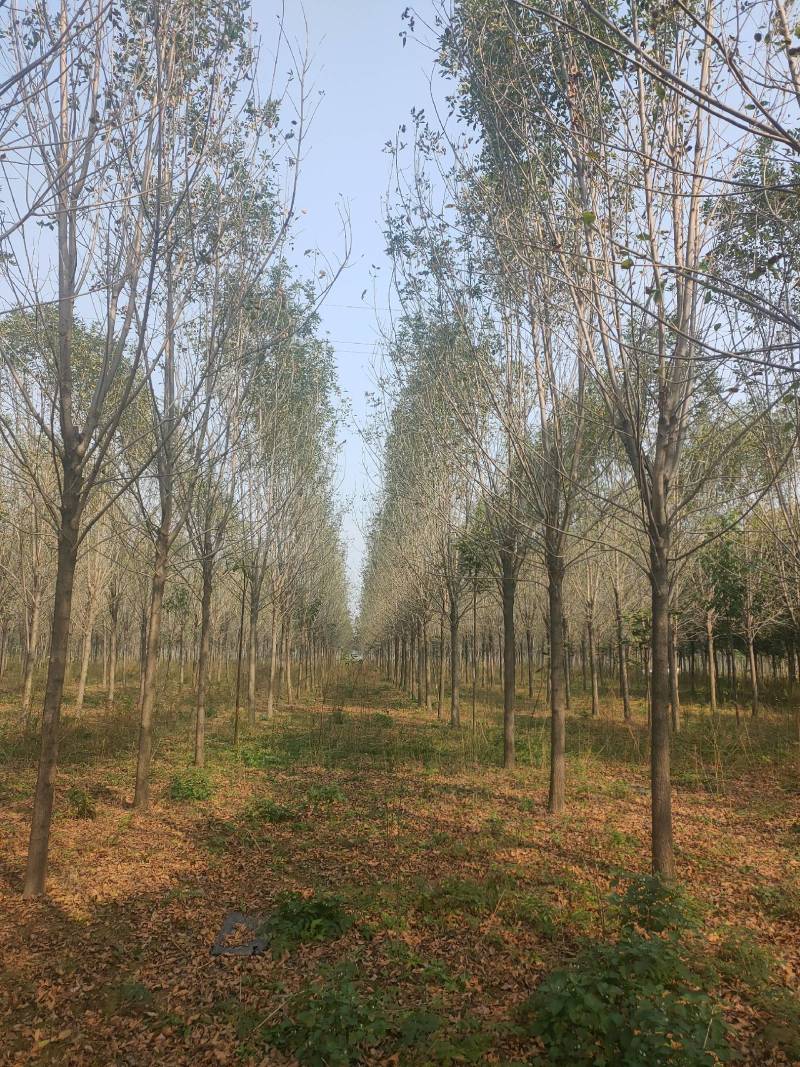 白蜡发冒12公分，周口精品白蜡10-14公分，一级货，