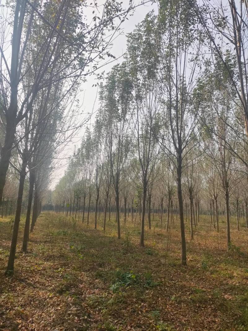 白蜡发冒12公分，周口精品白蜡10-14公分，一级货，