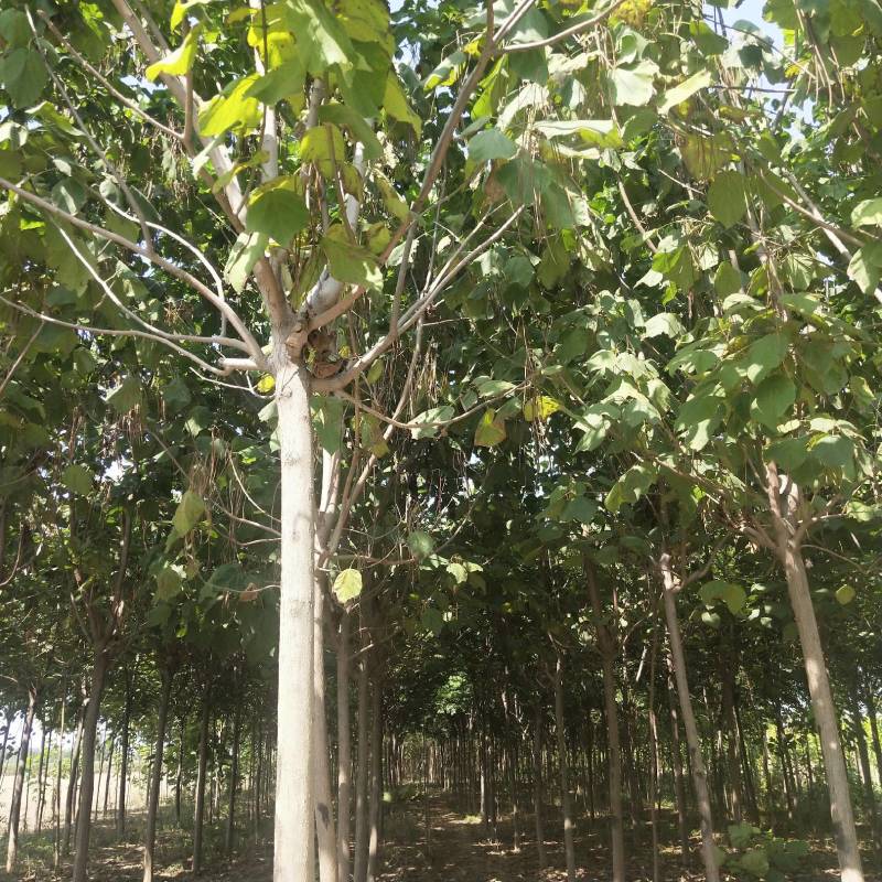 黄栌周口黄栌价格，5-8公分黄栌量大，8公分200，，