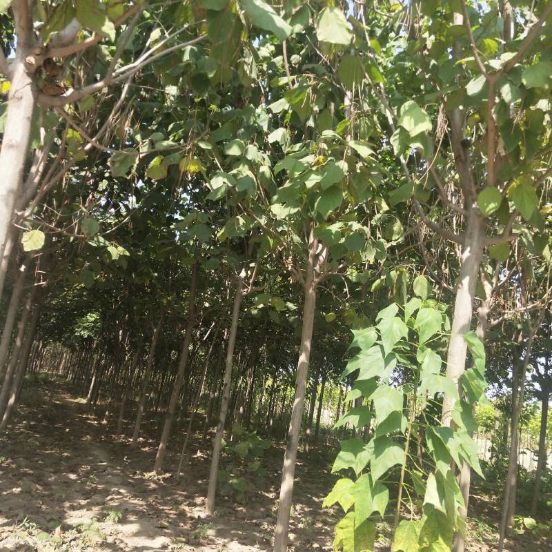 黄栌周口黄栌价格，5-8公分黄栌量大，8公分200，，