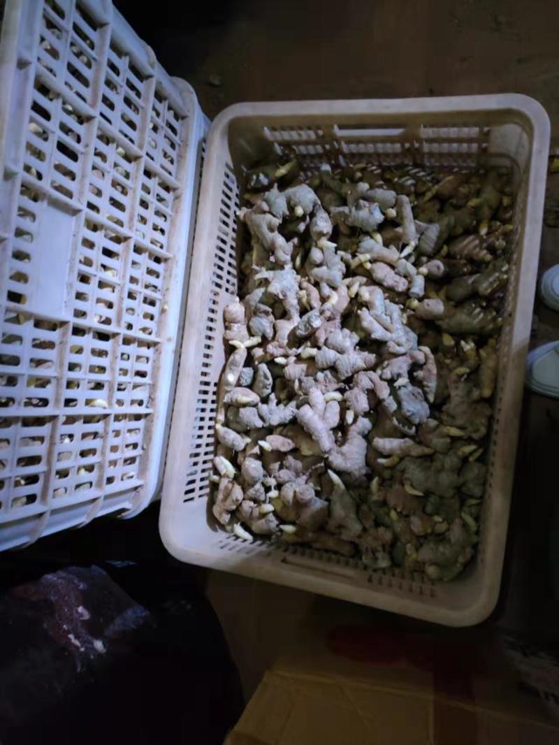 《推荐》姜种368高产王优质姜种产量大耐菌强包技术