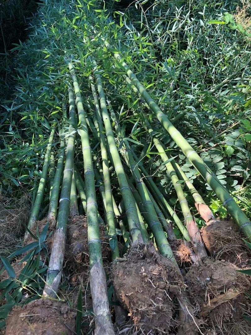 刚竹1-2-3公分精品刚竹量大，批发价出售。