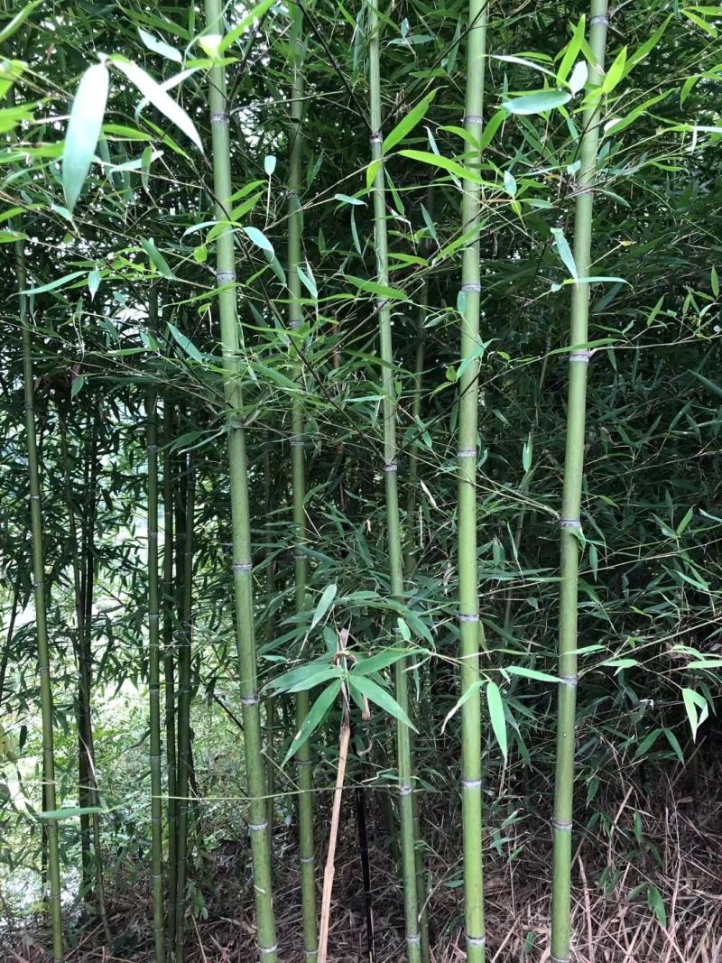 刚竹1-2-3公分精品刚竹量大，批发价出售。