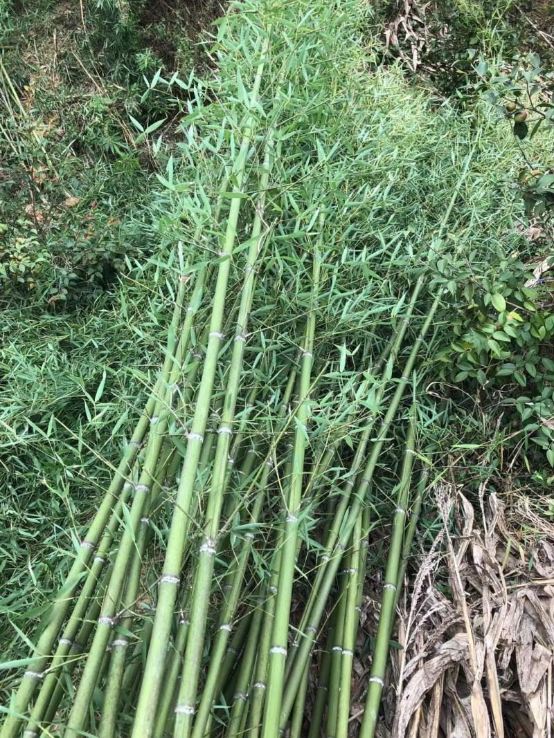 刚竹1-2-3公分精品刚竹量大，批发价出售。