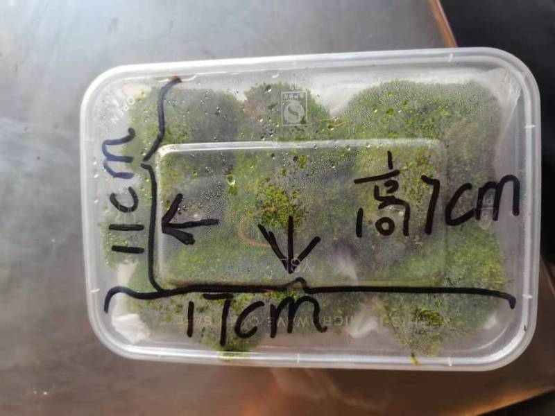 朵朵藓苔藓各种盆景假山制作苔藓各种盆景装饰