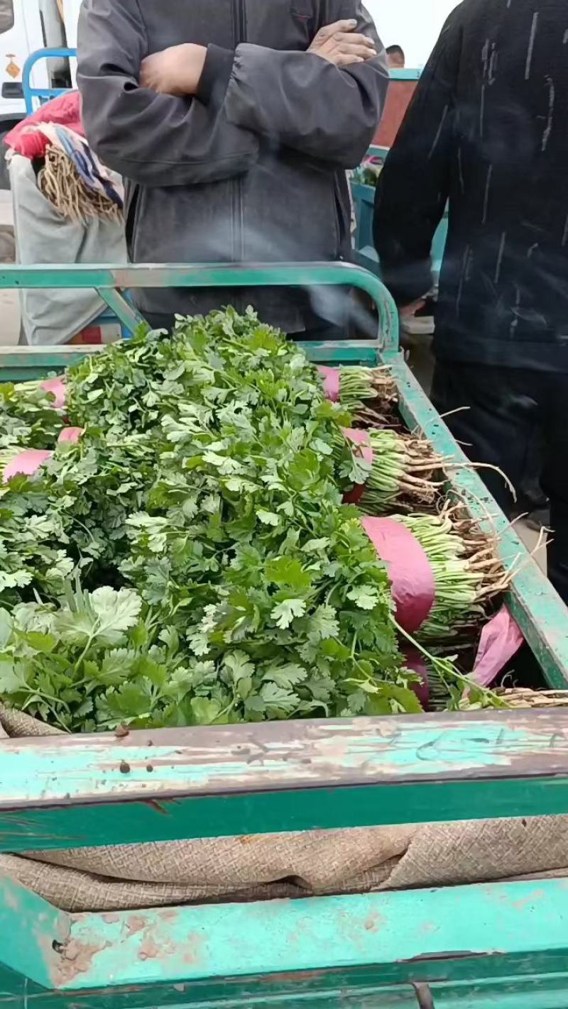 邯郸香菜精品大叶香菜商超品质价格美丽欢迎老板来电合作