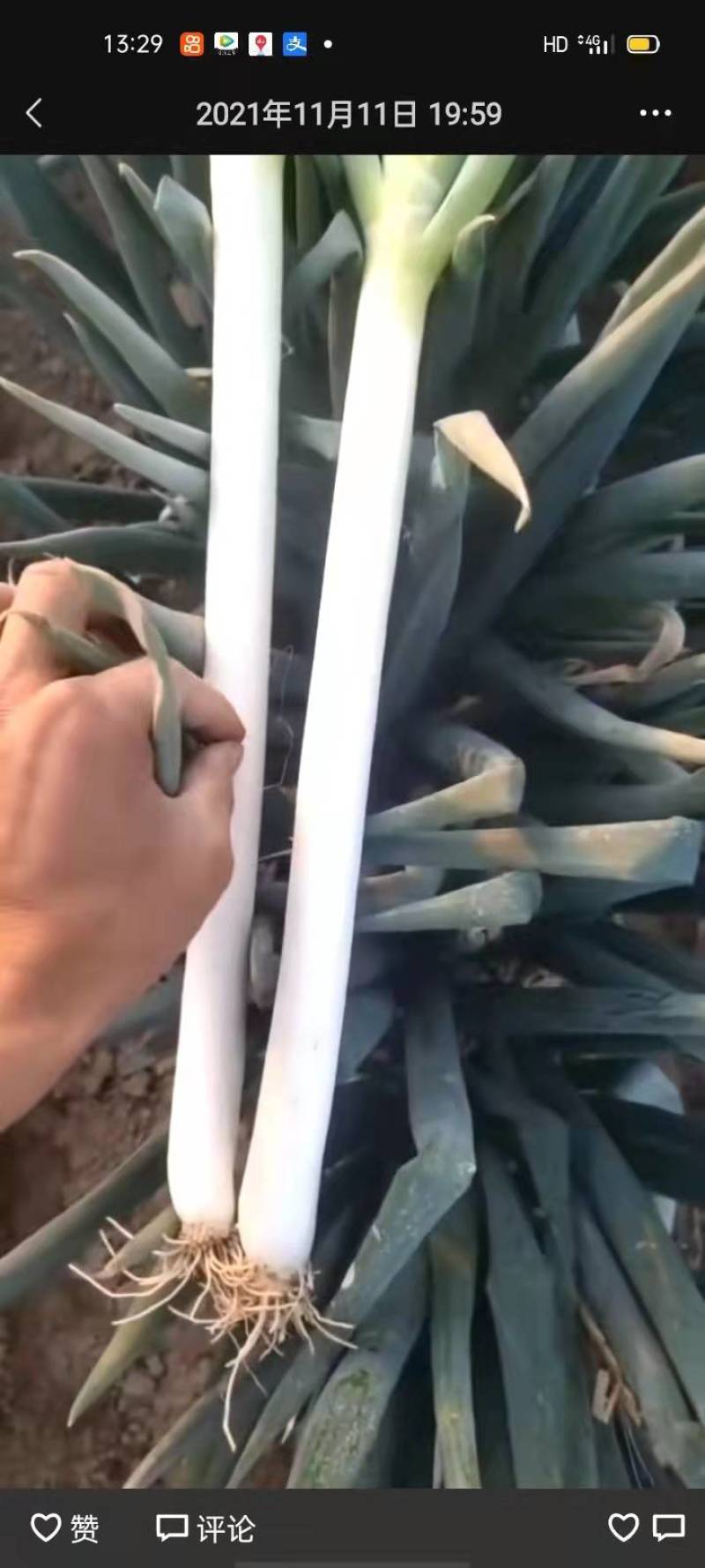 周口大葱基地，中粗货！慧和一号！量大从优！千亩大葱批发