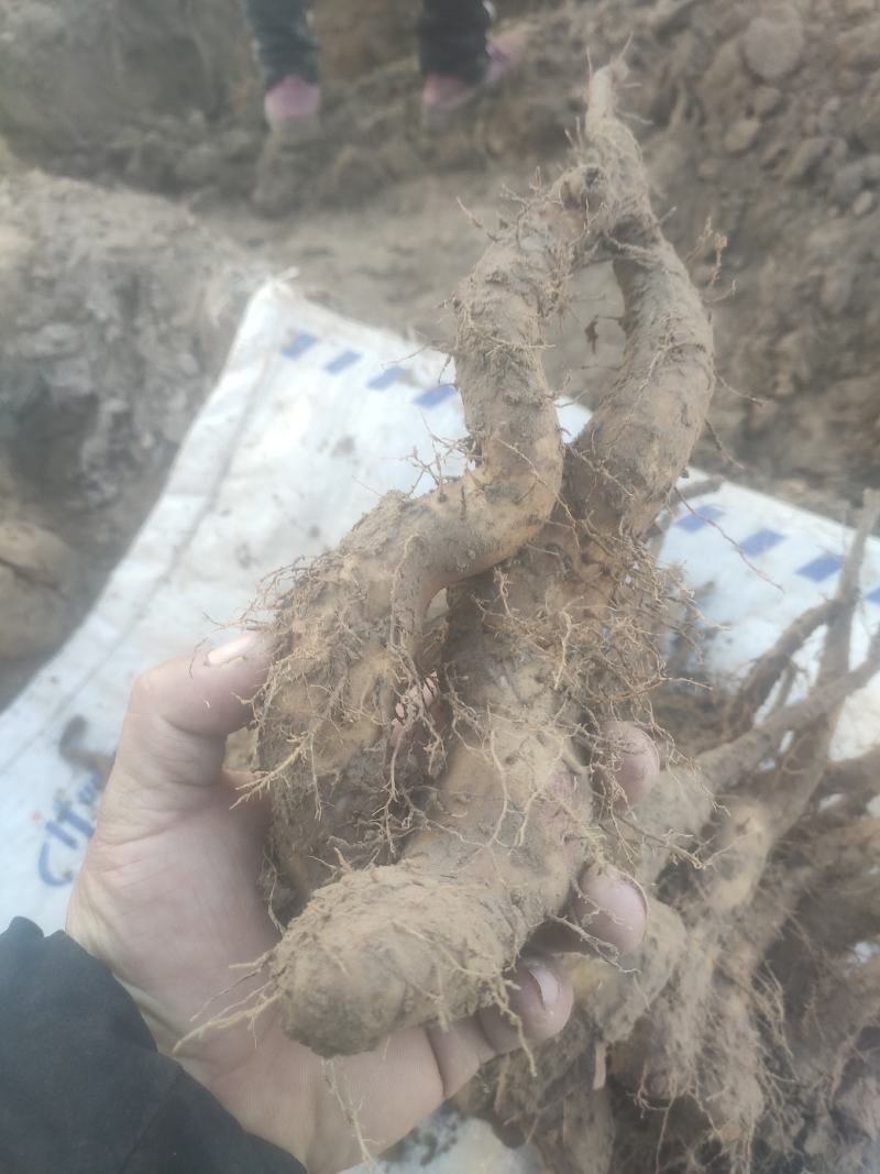 精品山药豆苗
