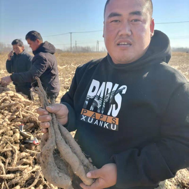 精品山药豆苗