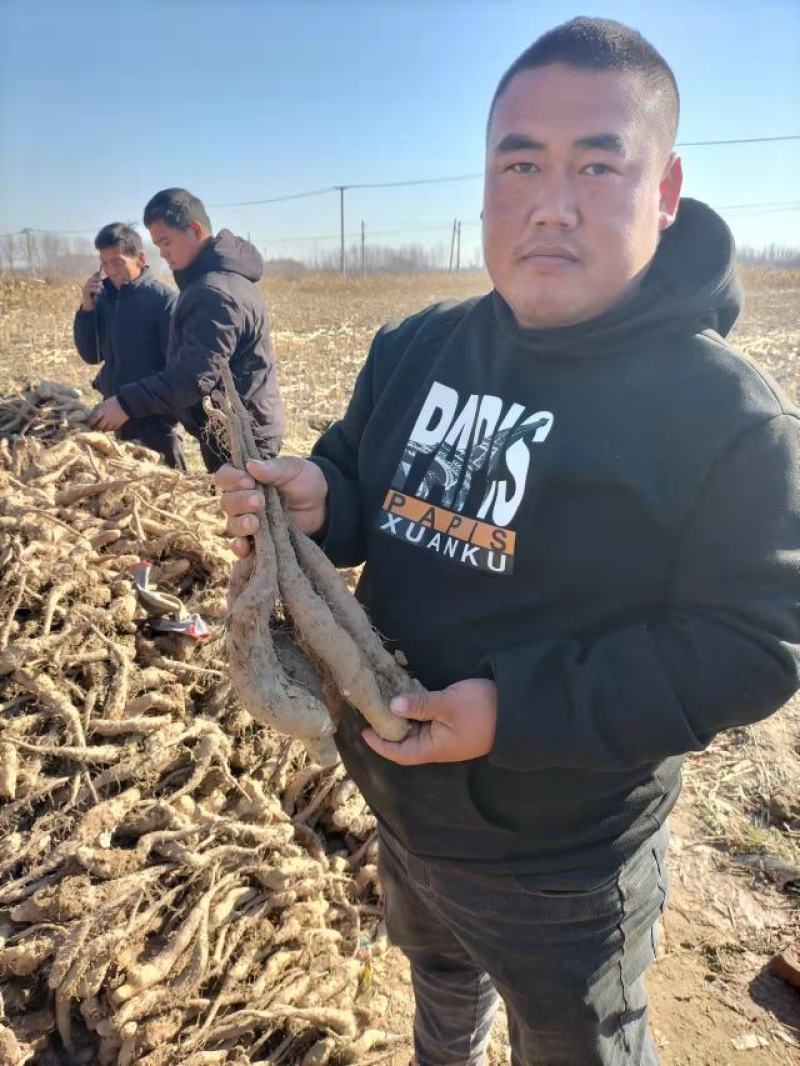 精品山药豆苗