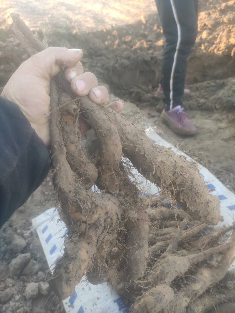 精品山药豆苗