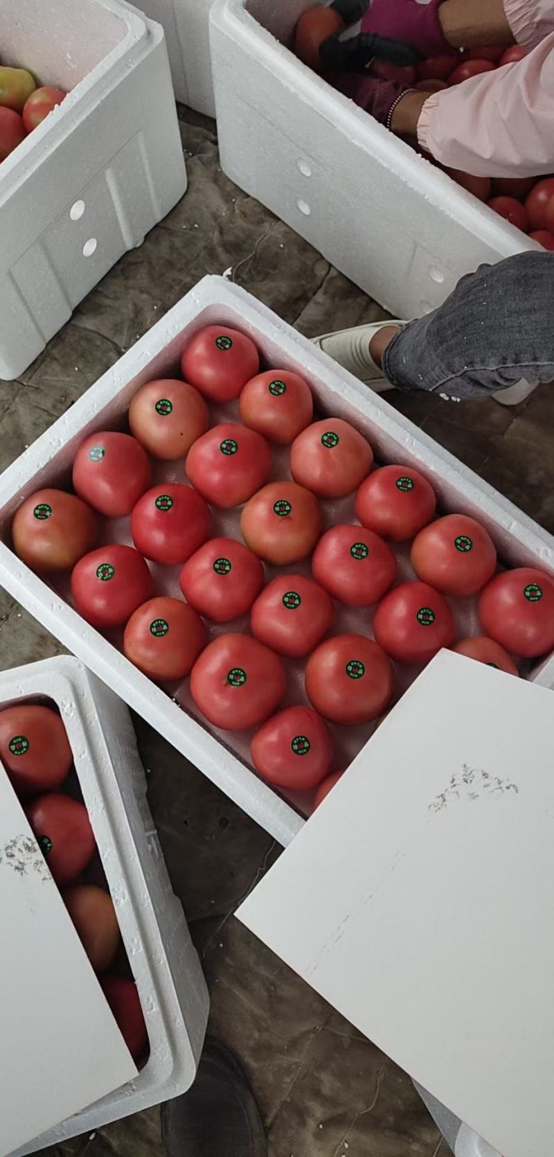 硬粉西红柿弧三以上硬粉精品硬粉西红柿逐渐增加