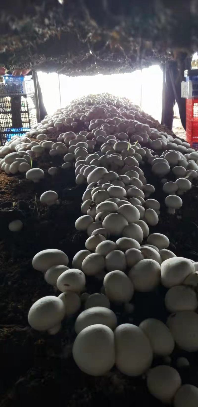 双孢菇栽培种，量大优惠