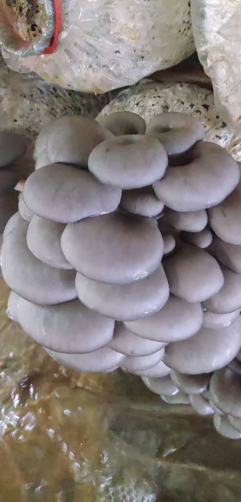 灰美二号平菇母种试管