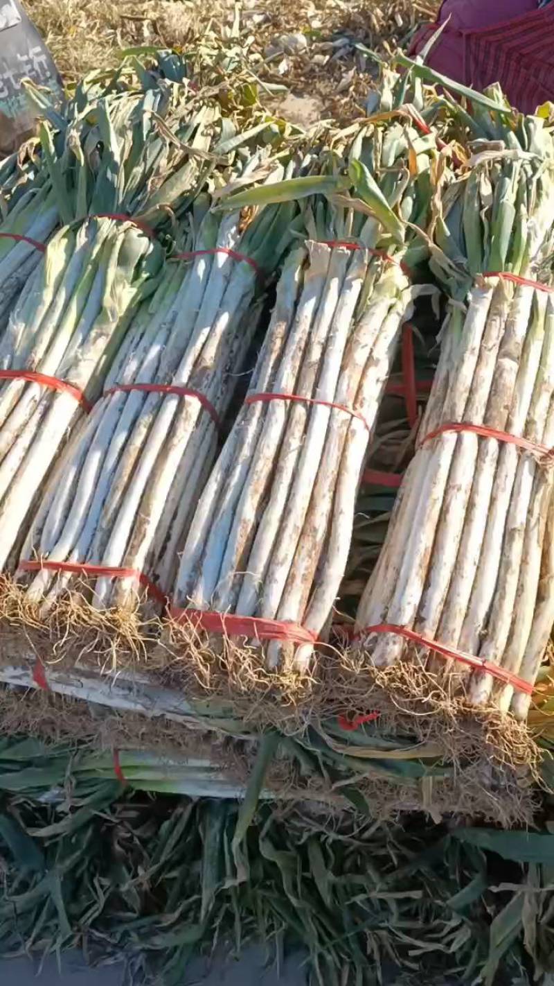 大荔大葱大量上市中，货源充足欢迎来电咨询