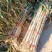 大荔大葱大量上市中，货源充足欢迎来电咨询