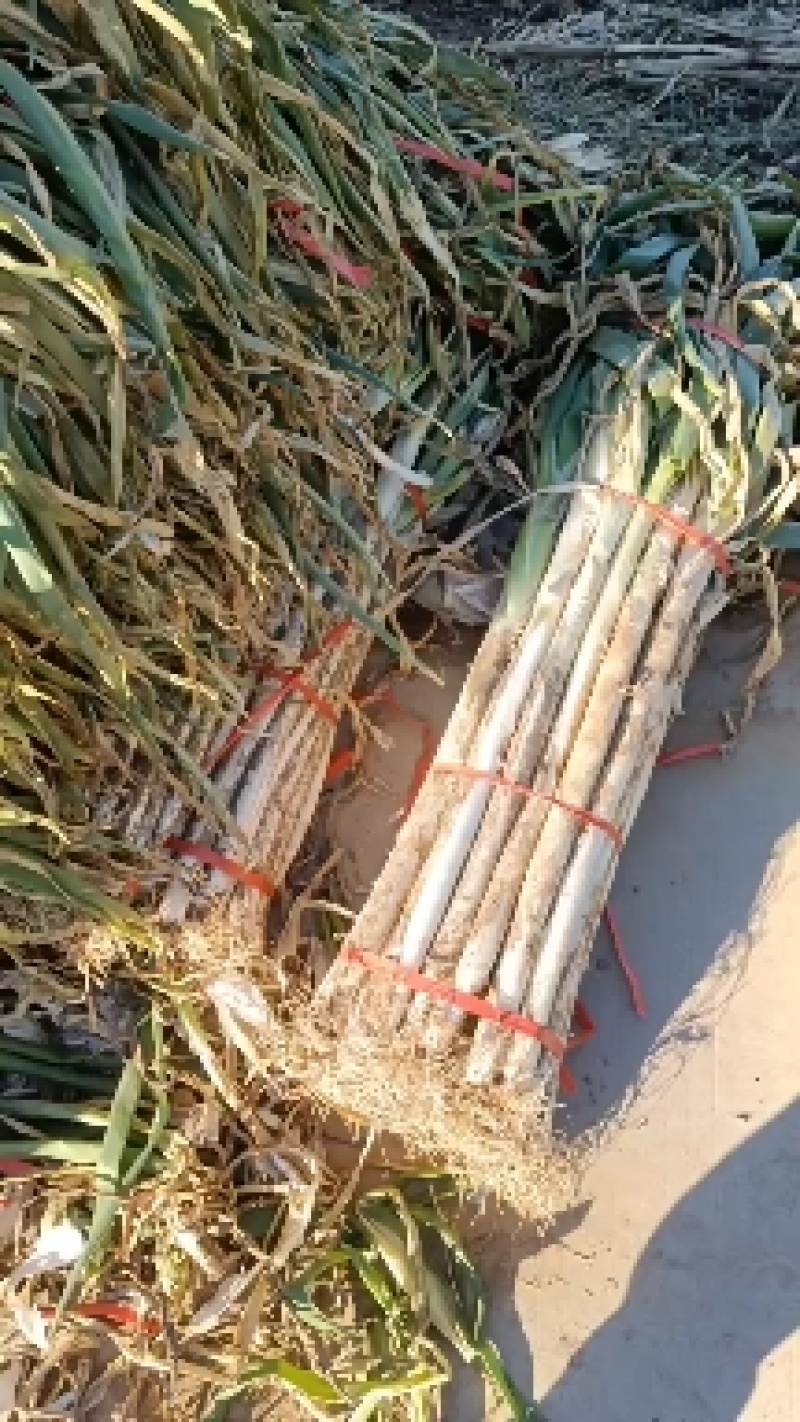 大荔大葱大量上市中，货源充足欢迎来电咨询