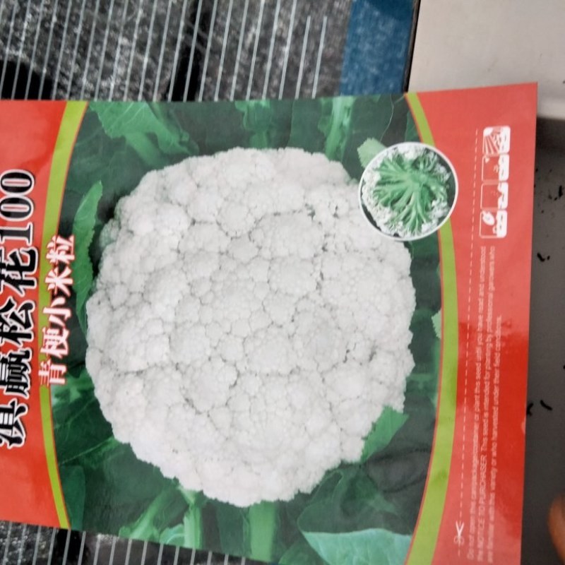 云南省精品莴笋苗，基地供应，产品质量保障欢迎咨询