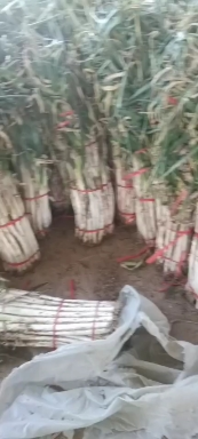 大荔大葱大量上市中，货源充足欢迎来电咨询