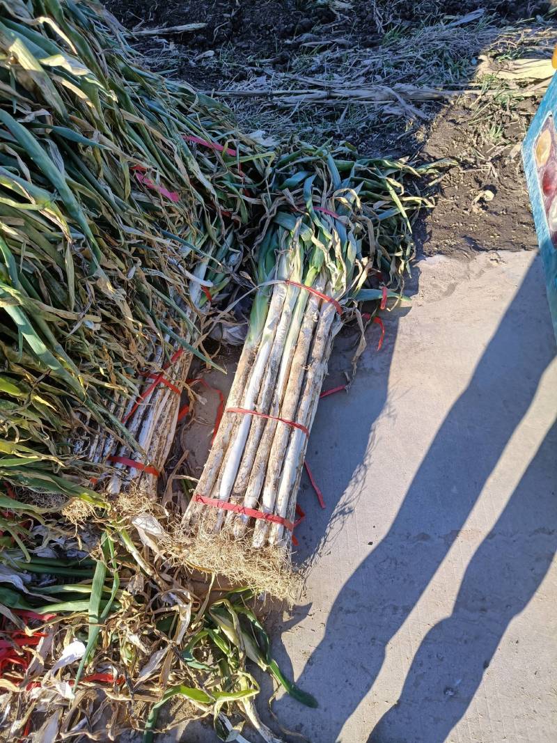 大荔大葱大量上市中，货源充足欢迎来电咨询
