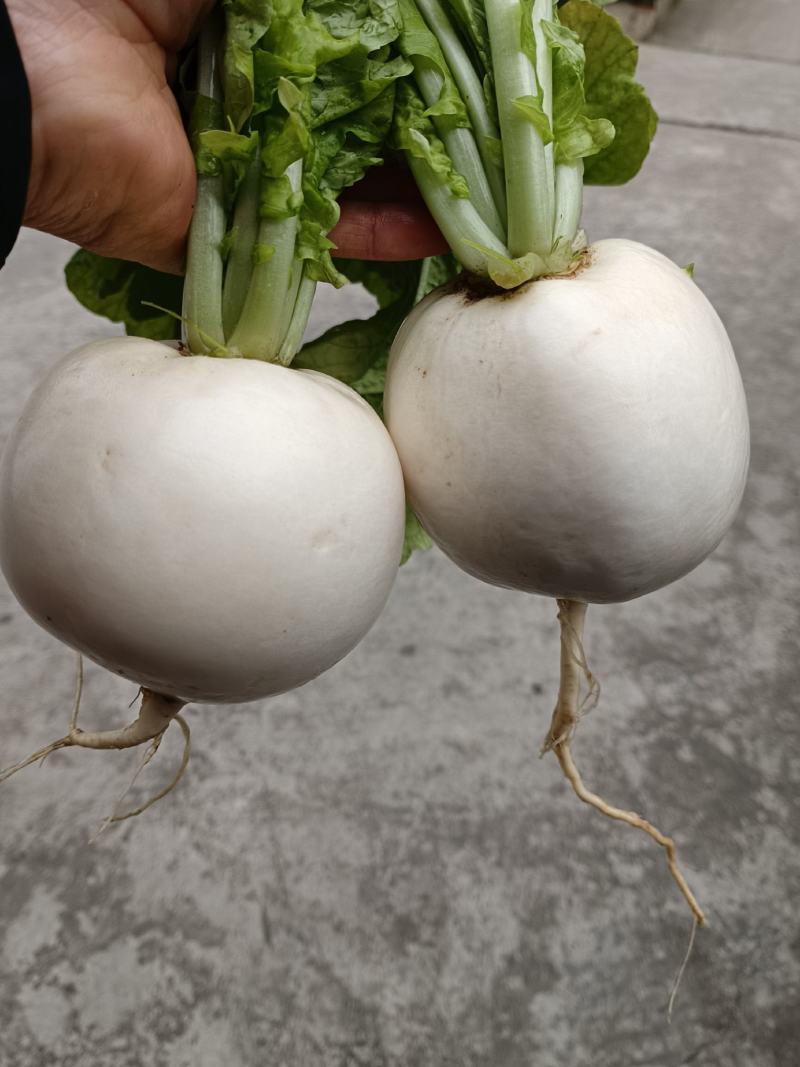萝卜