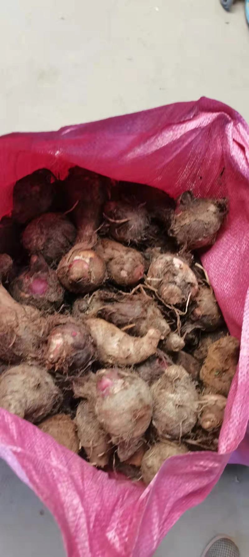 红嘴玉好吃耐运输量大货源充足可以实地考察了解通货1块