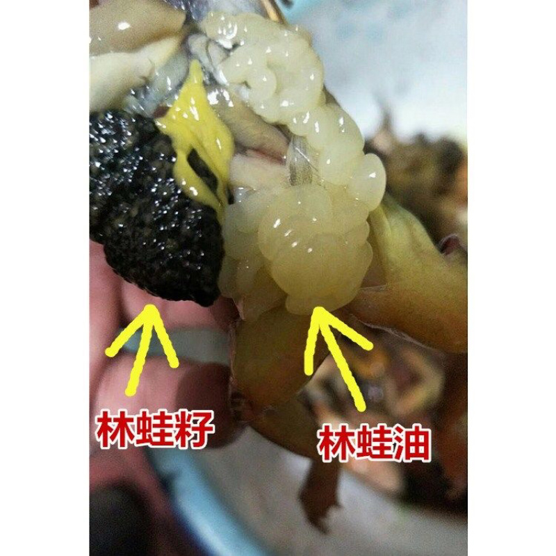 东北长白山纯干林蛙油线油自己家山养六年林蛙线油