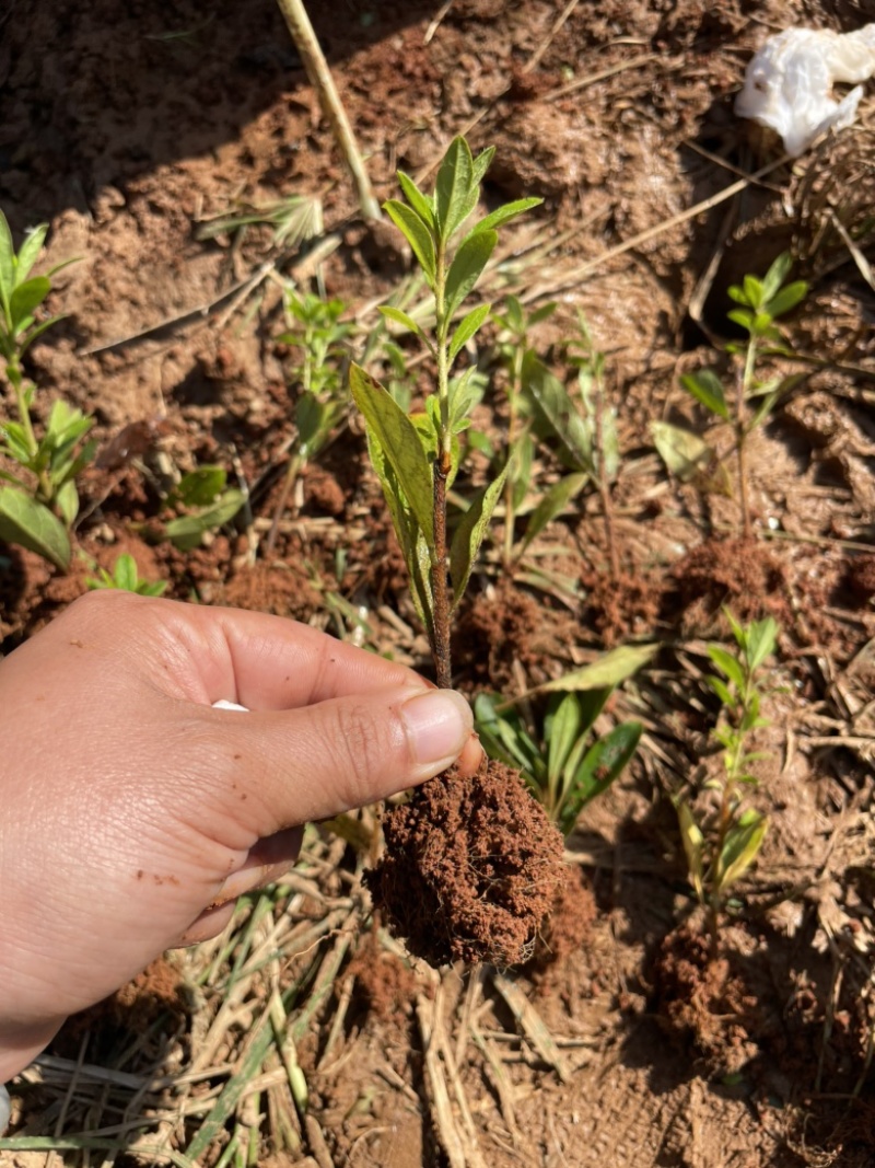基地现大量出售杜鹃秧苗，毛鹃芽苗，需要联系，谢谢