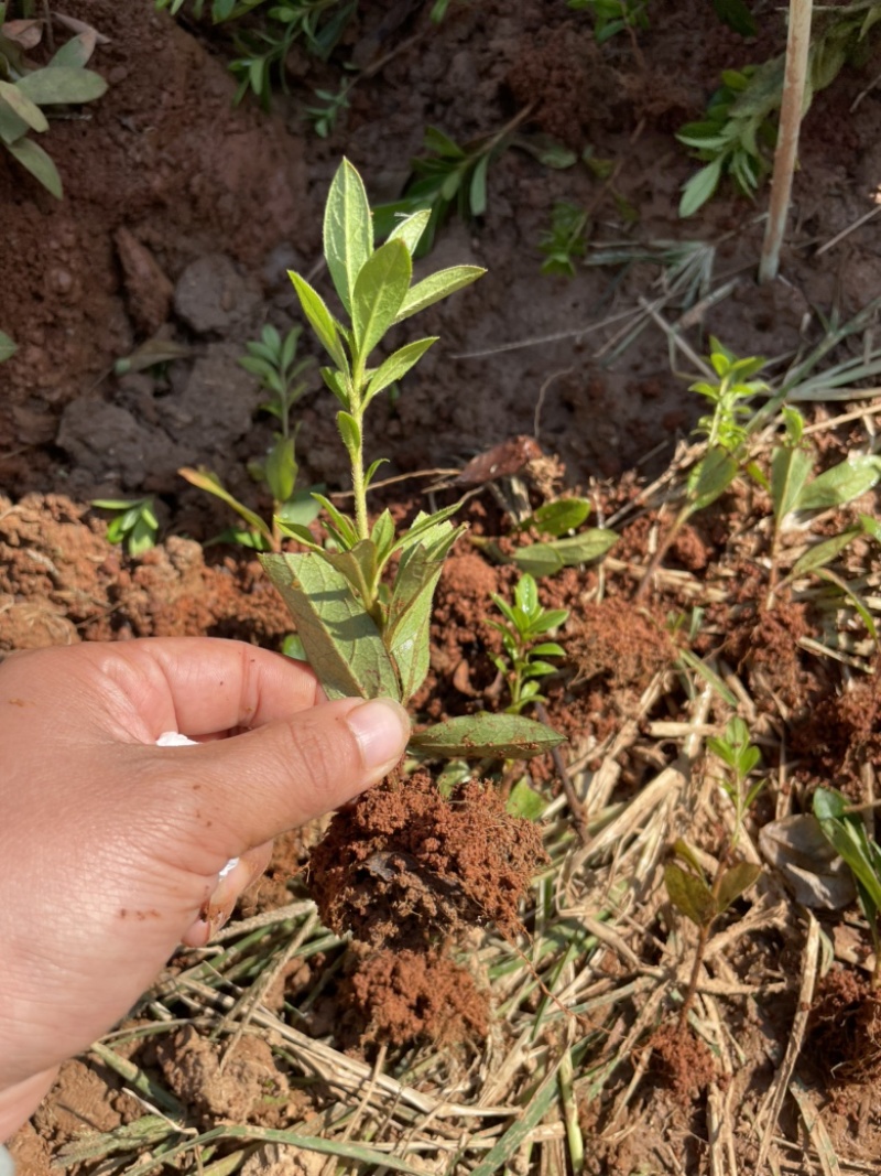 基地现大量出售杜鹃秧苗，毛鹃芽苗，需要联系，谢谢