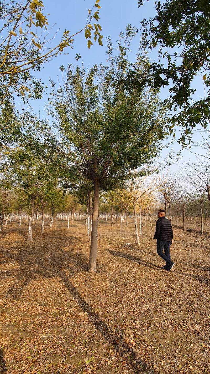 皂角树基地供应大规格皂角树15公分18公分20公分
