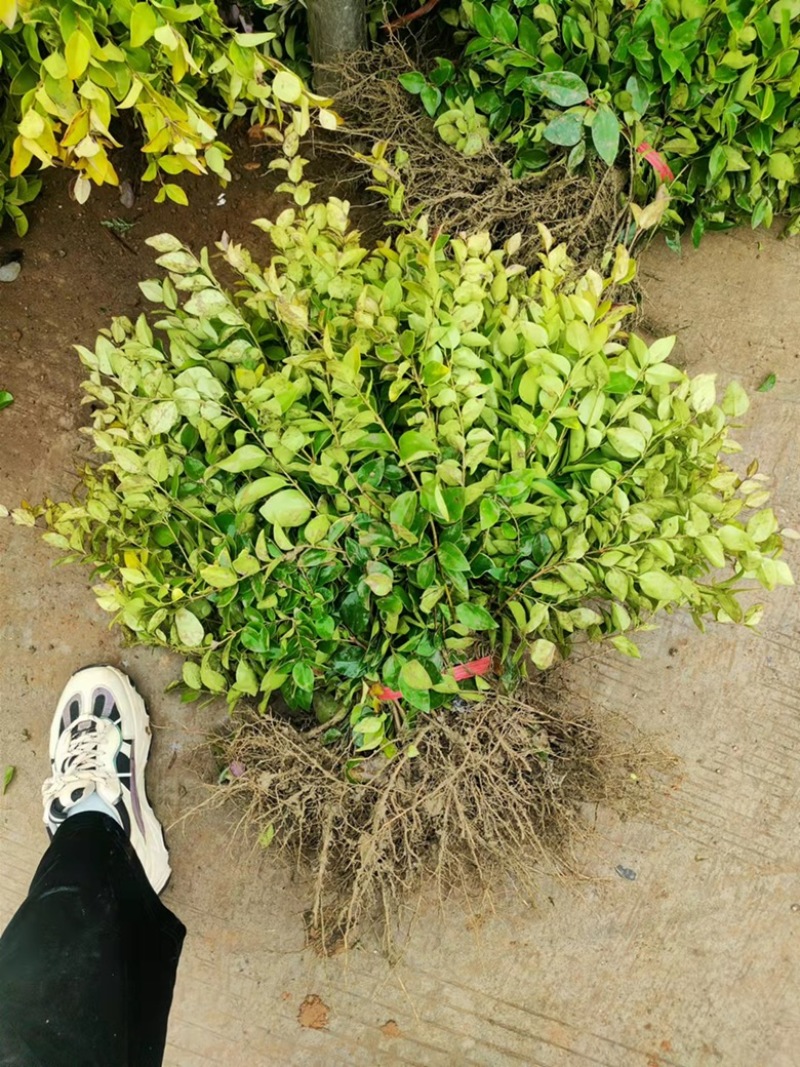 基地现大量供应金森女贞小苗，欢迎各位前来选购