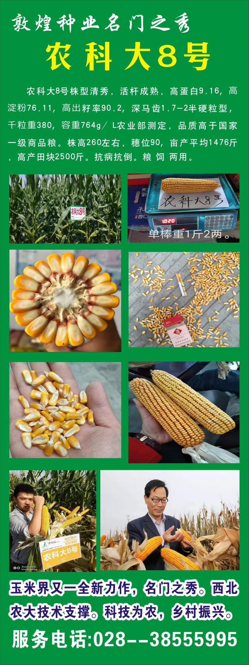 农科大8号玉米种子，棒大产量高，中晚熟，红轴，8000粒