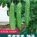 台湾长绿苦瓜种籽庭院阳台菜园蔬菜种子夏季青皮白苦瓜爬藤