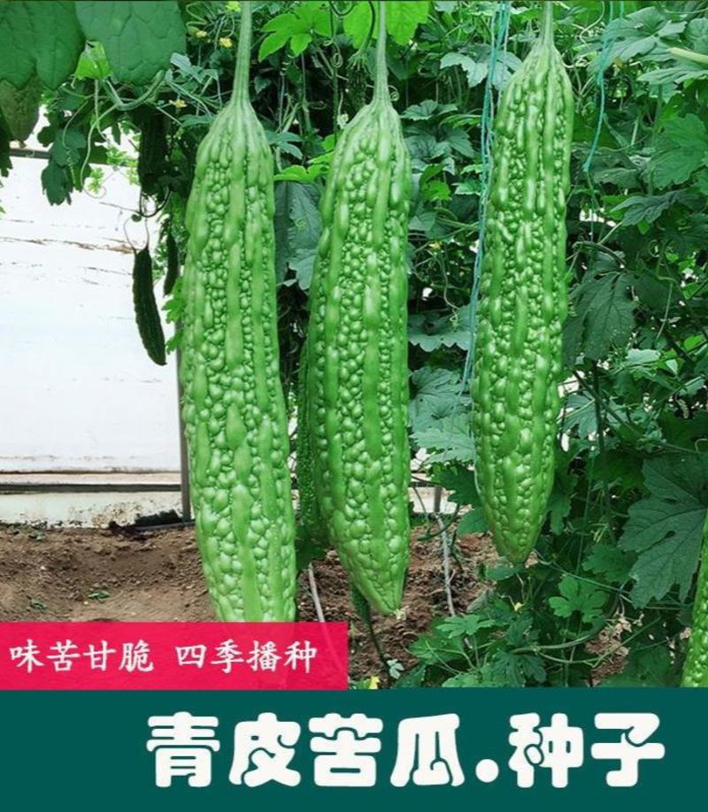 台湾长绿苦瓜种籽庭院阳台菜园蔬菜种子夏季青皮白苦瓜爬藤