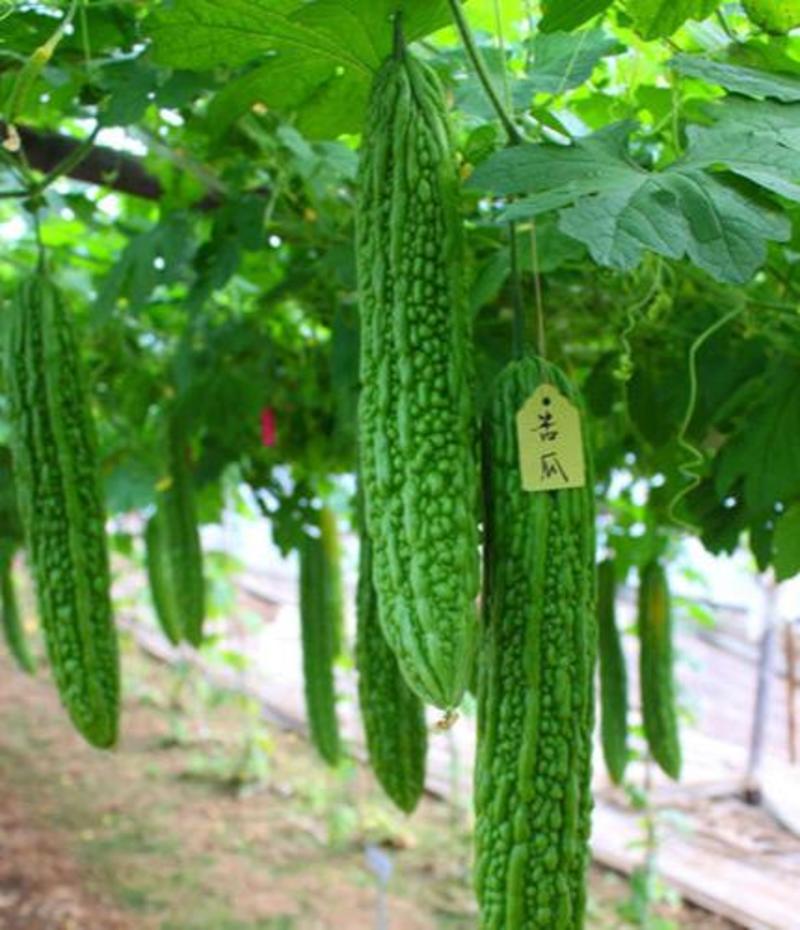台湾长绿苦瓜种籽庭院阳台菜园蔬菜种子夏季青皮白苦瓜爬藤