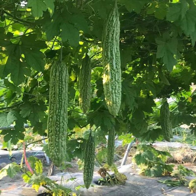 台湾长绿苦瓜种籽庭院阳台菜园蔬菜种子夏季青皮白苦瓜爬藤