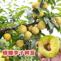 蜂糖李西梅皇后黑布林包品种包成活包技术