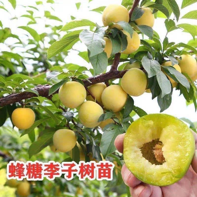 蜂糖李西梅皇后黑布林包品种包成活包技术
