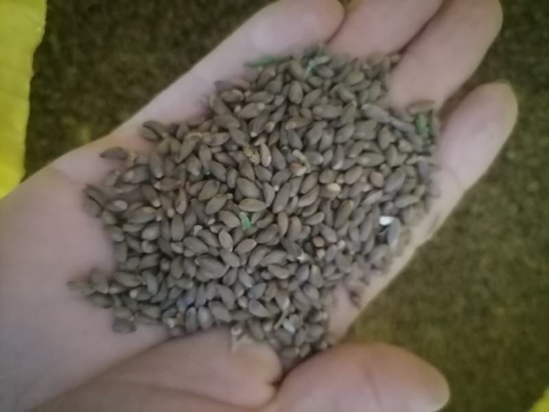 【推荐】柏籽柏树子产地直发量大优惠欢迎下单咨询