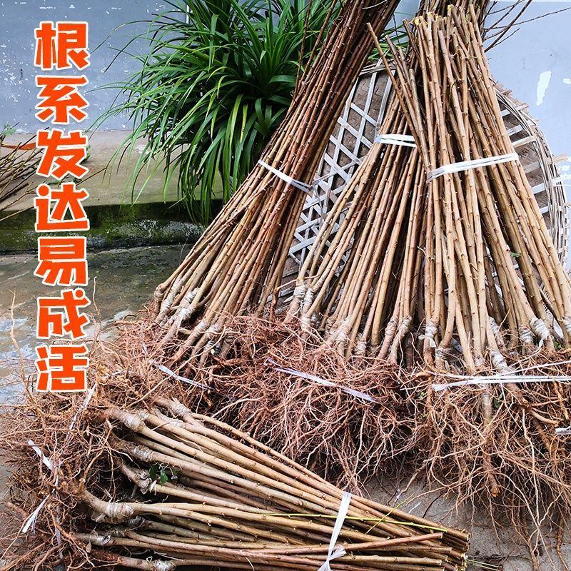 蜂糖李西梅皇后黑布林包品种包成活包技术