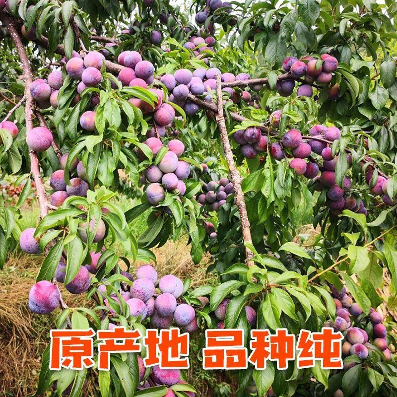 蜂糖李西梅皇后黑布林包品种包成活包技术