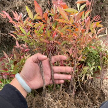 基地现大量出售南天竹小苗，苗子粗壮，漂亮，根系好，
