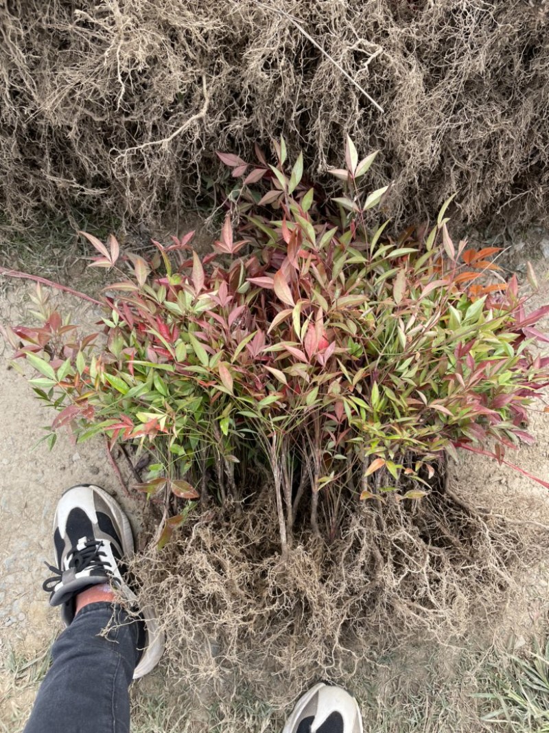 基地现大量出售南天竹小苗，苗子粗壮，漂亮，根系好，