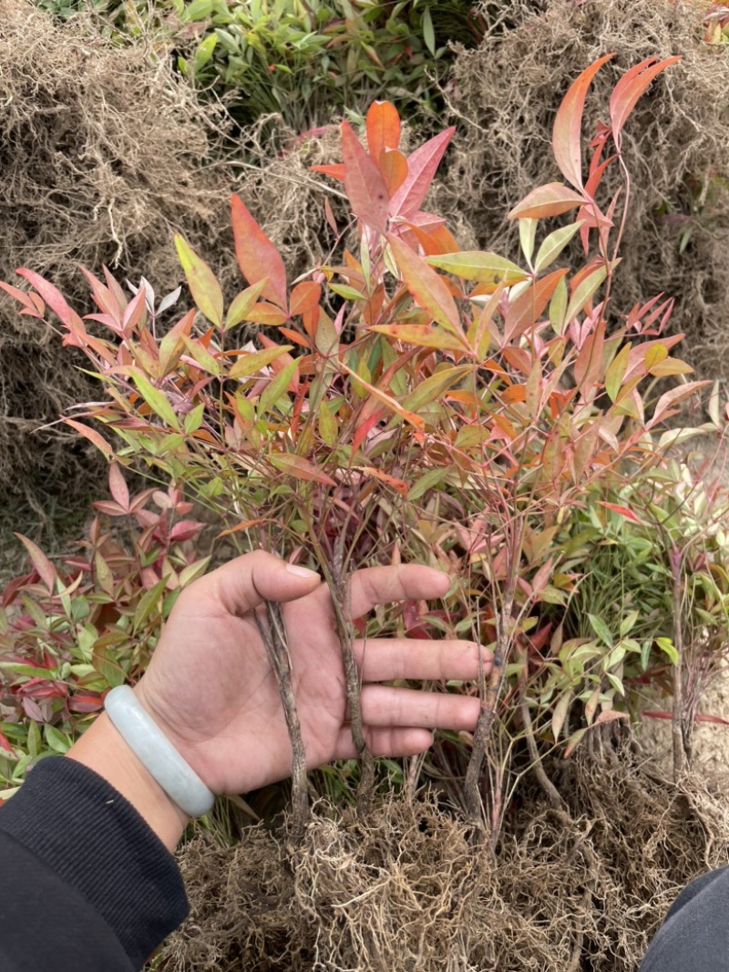 基地现大量出售南天竹小苗，苗子粗壮，漂亮，根系好，